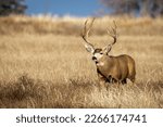 Small photo of Photos of mature mule deer bucks with very large antlers