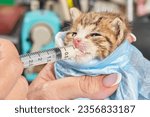 Small photo of Small kitten is fed milk from a syringe. Newborn kitten in female hand. Concept of health care of pets. Macro. Shallow depth of field.