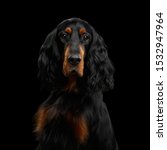 Small photo of Portrait of English Setter Dog Gazing on Isolated Black Background