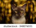 Closeup Portrait Of Burmese Cat ...