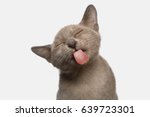 Portrait of Funny Burmese Kitten Lick with tongue Tasty on White Background, front view