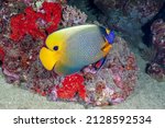 The Queen Angelfish  Also Known ...