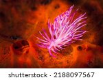 Small photo of Flabellina is a genus of sea slugs, specifically aeolid nudibranchs. These animals are marine gastropod molluscs in the family Flabellinidae