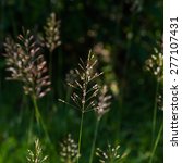 flowering grass background | Shutterstock . vector #277107431