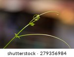 green leaf vine growing | Shutterstock . vector #279356984