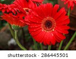 Fresh Red Gerberas Flower With...