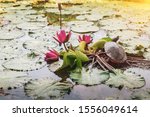 Small photo of Turtle grovel on a pink lotus stem in a pond. natural daylight background.