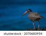 Small photo of A OYSTER CATCHER SHORE BIRD STANDING ON A ROCK WITH A BLUE BACKGROUND IN LA JOLLA CALIFORNIA