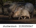 A Baby Javelina With Its Mother ...