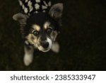 Small photo of A TRI COLORED PUPPY WITH BEAUTIFUL EYES AND A BLURRY BACKGROUND LOOKING UP IN A COSTUME AT THE DECKERS DOG O WEEN EVENT IN LA JOLLA CALIFORNIA