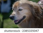 Small photo of A SIDE SHOT OF A GOLDEN RETRIEVER WITH NICE EYES AND A BLURRY BACKGROUND AT THE DECKERS DOG O WEEN EVENT IN LA JOLLA CALIFORNIA
