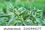 Small photo of Withania somnifera plant known as Ashwagandha. Indian ginseng herbs, poison gooseberry, or winter cherry. Ashwagandha Benefits For Weight Loss and healthcare