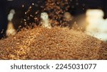 Small photo of Fresh harvested Wheat seeds falling from tractor machine on the ground. Heap of wheat grains close up shot in field. Indian farming, harvesting concept. Golden grains of common Triticum aestivum