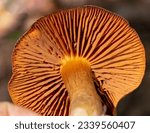 Small photo of Cortinarius orellanus is a rare species of poisonous mushroom. It is absolutely deadly even with the consumption of only 30 grams of raw material.