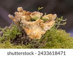 Small photo of Trametes betulina (formerly Lenzites betulina), sometimes known by common names gilled polypore, birch mazegill or multicolor gill polypore, is a species of inedible fungus.
