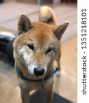 Small photo of Japaness Shina Dog