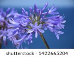 Blue Flowers Agapanthus Against ...