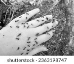 Small photo of Baby hand on anthill with a swarm of wild brown small ants. Ants swarming around their anthill in hand man from natural forest. Swarm dark ants run fast on light hand looking for their nature anthill.
