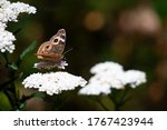 Common Buckeye Butterfly Rests...
