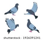 Pigeon birds set. Doves in different poses isolated on white background. Vector illustration.