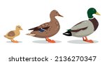 Set Of Wild Duck Birds. Ducks...