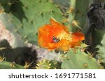 Small photo of a prickly pear cactus with red orange flower blossoms 8820