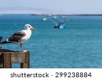 Close Up Of A Sea Gull With...
