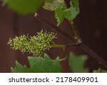 Small photo of Close up of a flowering grape vine with small unassuming white flowers against a blurred background