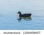 Swimming Cayuga Duck