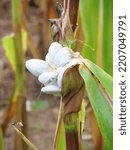 Small photo of Young silver-grey smuts, corn smut sporangia on corn cobs