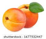 Apricot leaves isolated on white background. Apricot fruit clipping path. Fresh organic apricot.