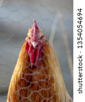 Golden Rooster Stares At Camera ...