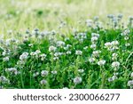 This clover (White clover) was in full bloom in a meadow in early summer.