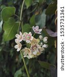 Small photo of Wattakaka sinensis or Dregea sinensis is a vigorous voluble climber, very original and unusual, with large heart-shaped leaves and a very fragrant white-pink bloom in June-July.