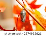 Small photo of Monarch butterfly clear chrysalis in the fall during migration ready to eclose. Danaus plexippus in autumn