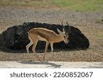 Small photo of Dorcas Gazelle in Arabian Safari