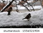 Small photo of sparrows brawlers looking for food under the snow