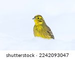 Yellowhammer (Emberiza citrinella) sitting in the snow on the ground in winter.	
