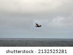 Lone Sea Eagle Over Ocean