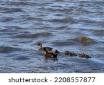 Raft Of Ducks Swimming In Lake