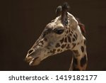 Small photo of The West African giraffe is a subspecies distinguished by light colored spots. Found in Sahel Sudan regions of West Africa. Ossicones are formed from ossified cartilage and are covered in skin.
