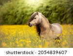 Horse Running In The Field With ...