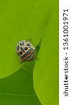 Small photo of Picasso bug also known as Zulu Hud Bug on a leaf