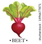 ripe red beets with green... | Shutterstock .eps vector #1496677871