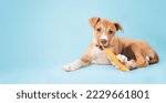 Small photo of Happy puppy with chew stick in mouth on blue background. Cute puppy dog chewing on large dental chew stick while looking at camera. 9 weeks old, female Boxer Pitbull mix breed. Selective focus.