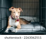 Puppy dog inside crate with...