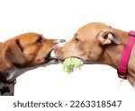 Two dogs play tug-of-war with each other, isolated. Side view of 2 puppy dogs facing each other while having rope pet toy in mouth. Bonding and playtime. Harrier mix and Boxer mix. Selective focus.