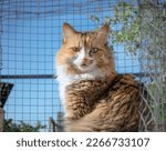 Cute cat in cation in roof garden patio looking at camera. Kitty sitting in wire mesh enclosure in front of defocused catmint plants. Female calico cat enjoying save outdoor space. Selective focus. 
