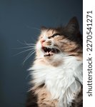 Small photo of Cat chirping or chattering while sitting by the window. Cute calico kitty vocalizing with mouth wide open and teeth visible. Concept for why cats chirp sounds or cat talking. Selective focus on mouth.