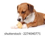 Small photo of Dog eating yak cheese puff. Happy puppy dog licking a puffed yak milk cheese bone. Microwaved leftover or endpiece. Natural chew stick for dental and mental health. Selective focus. White background.